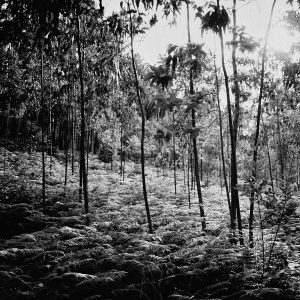 Fotografía Joaquín Puga